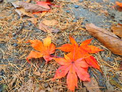紅葉狩り