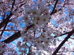 桜00