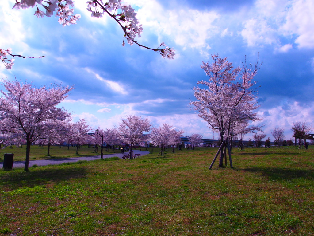 桜