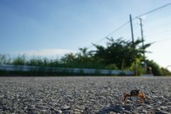 快晴、時々、カニ
