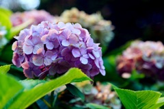紫陽花