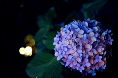 夜の紫陽花