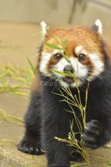 お食事中優花（ユーファ）ちゃん