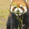 お食事中優花（ユーファ）ちゃん