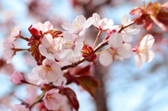 二十間道路桜並木3