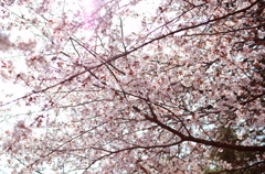 二十間道路桜並木4