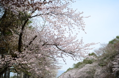 二十間道路桜並木2