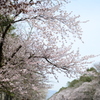 二十間道路桜並木2