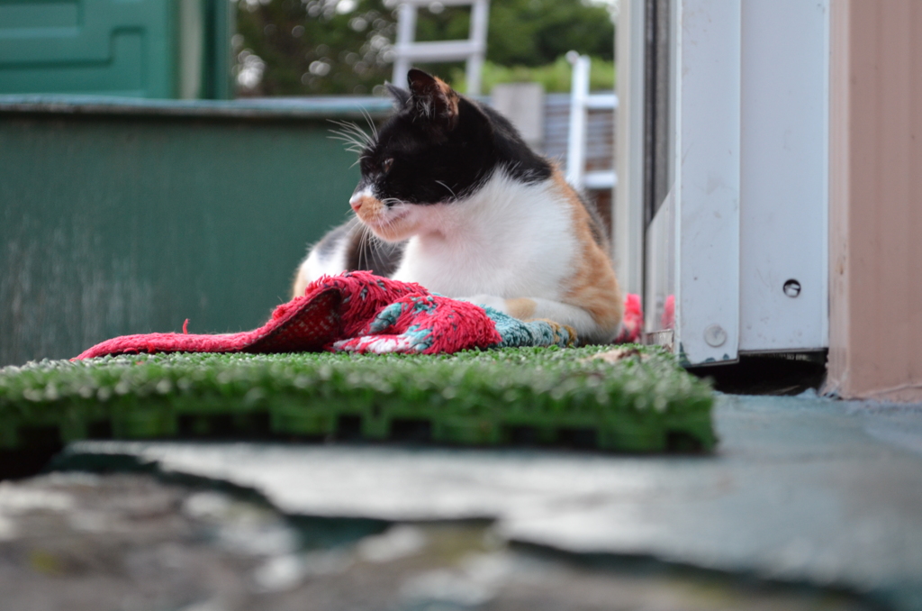 飼い猫ではなく