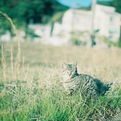 小さなサバンナの王