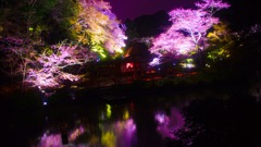 夜桜