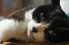 猫