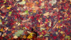 紅葉な絨毯