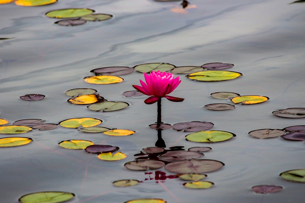 一輪の花