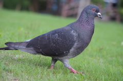 走る鳩