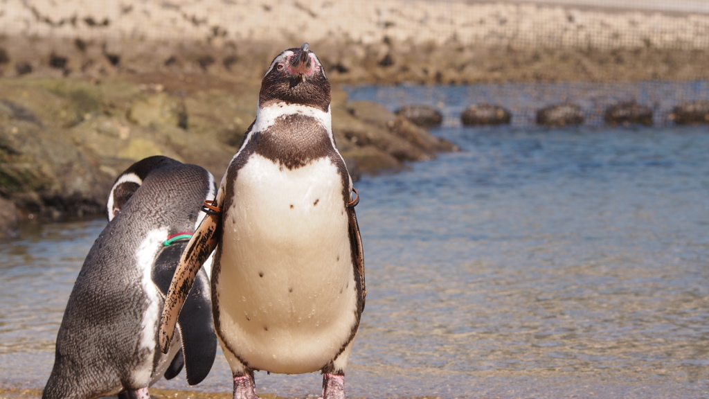 ペンギン