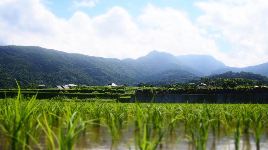 のどかな風景