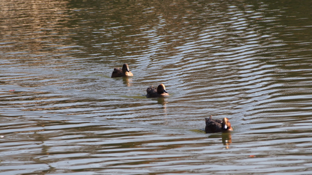 一列に並んでる