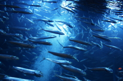 水族館