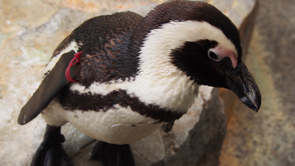 ペンギン