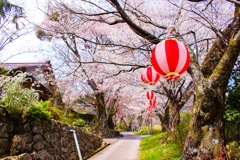 桜祭り