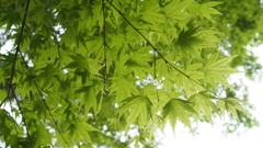 緑紅葉