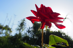 一輪の花