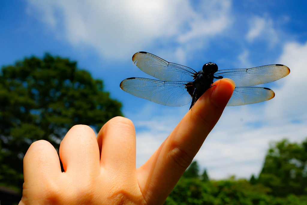Fly high in the sky!!