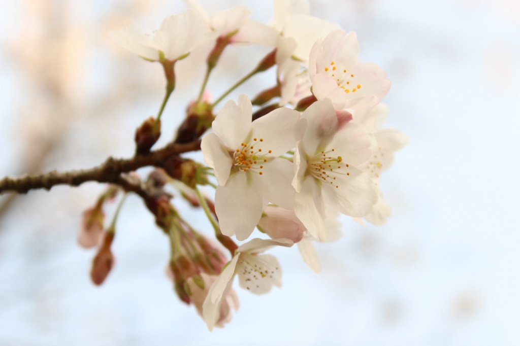 sakura