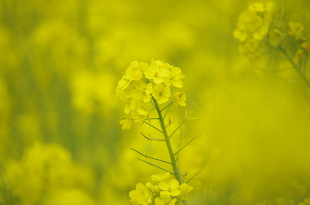 菜の花