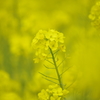 菜の花