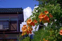 雲