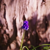 _IGP1556