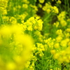 _菜の花？