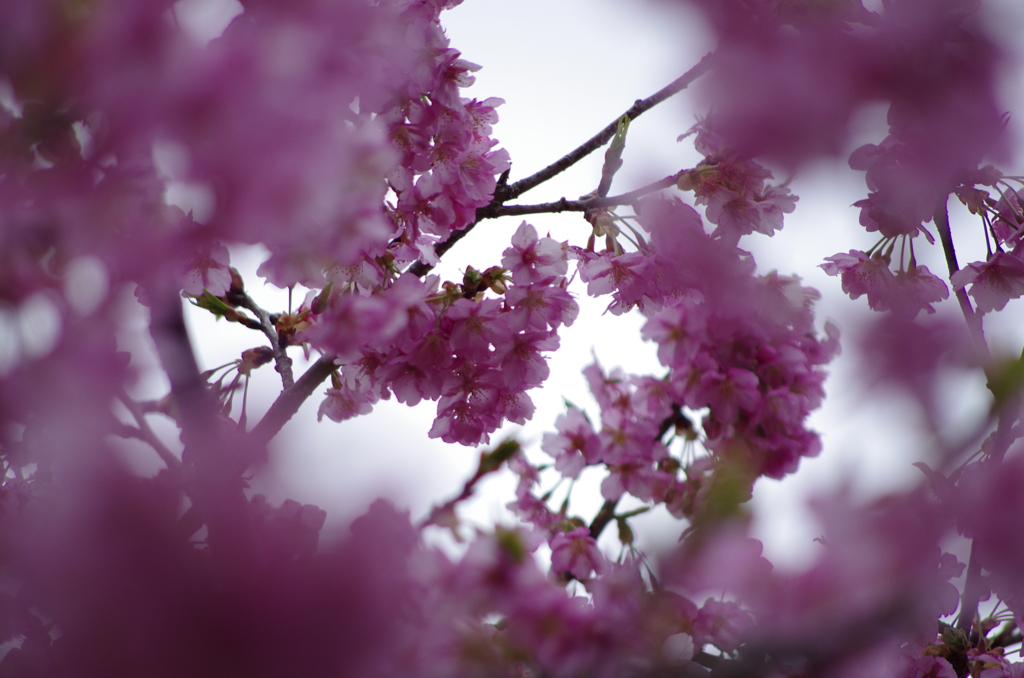 桜