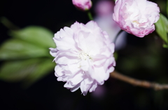 鎌足桜