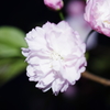 鎌足桜