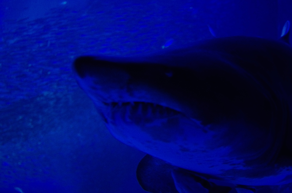 サメさん