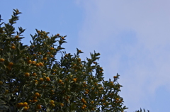 _IGP1136