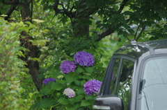 ムラサキ
