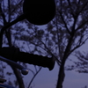 夕暮れとさくらとバイク