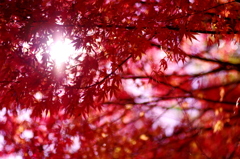 紅葉
