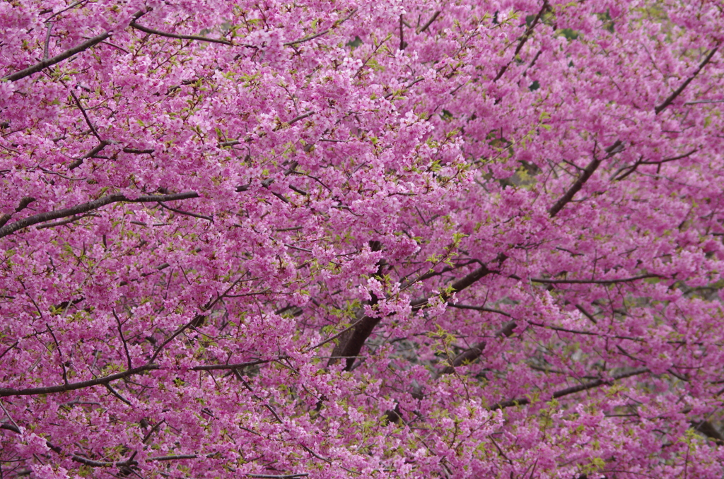 桜色