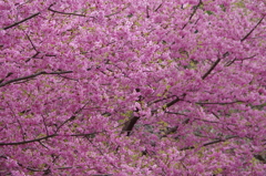 桜色