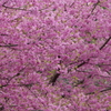 桜色