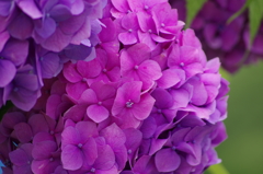 紫陽花