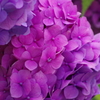 紫陽花