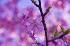 _桜