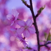 _桜