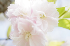 鎌足桜　